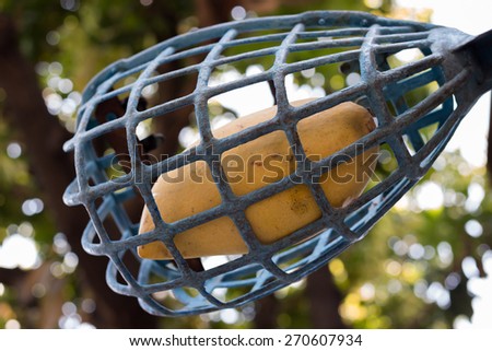 Ripe mango in long-handled fruit-picker under the mango tree.