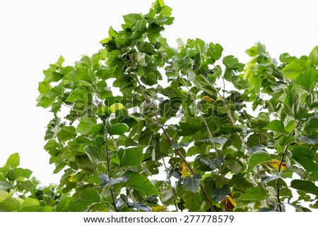 Top of tree leaves on white background