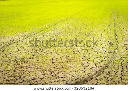 Blurred image for background of small sprout struggling for life on cracked earth