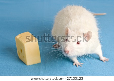 White rat with a piece of cheese