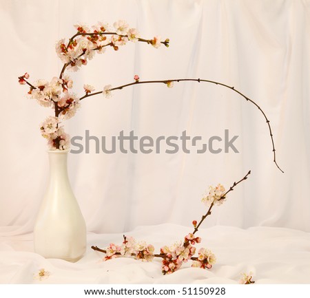 Delicate still life with cherry tree flowers