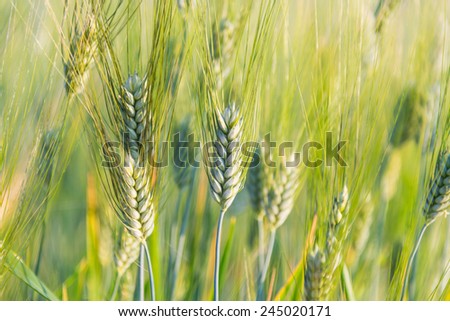 Wheat farm in the Royal Project at Thailand.
