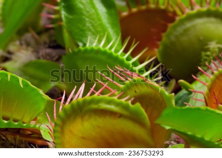 Hungry venus fly trap