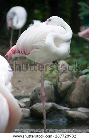 Flamingos are asleep standing on one legs