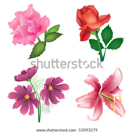 stock vector : Beautiful flowers for design - roses, lily and cosmos