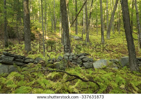 An old New England stone wall winds through an open hardwood forest of deciduous trees, with hay scented fern understory, in Vernon, Connecticut.