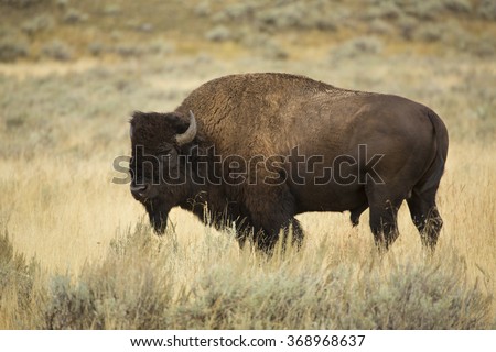 Single large bison, side view, standing with head turned toward camera, grazing among grasses in the plains of the Lamar Valley in Yellowstone National Park, Wyoming.