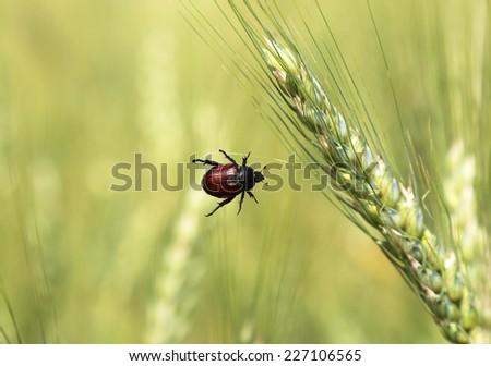 May Beetle hanging on a straw