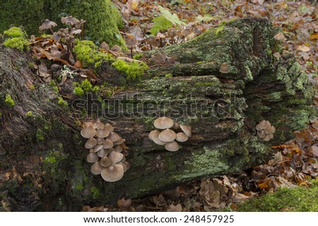 Fungi on Old Tree Stump New Forest