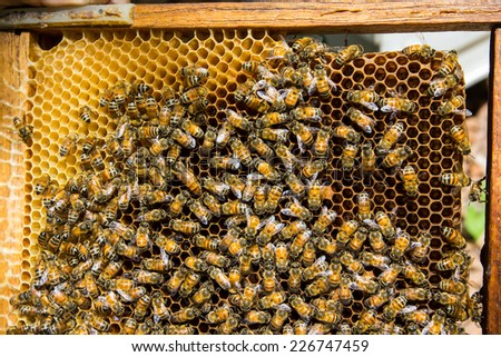 Working bee on honeycomb in Thailand