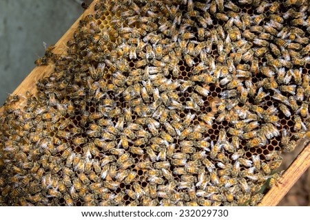 bee ; working bee on honeycomb in Thailand