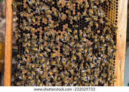 bee ; working bee on honeycomb in Thailand