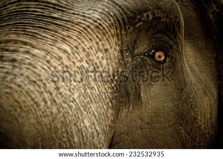 elephant ; elephant eyes are looking