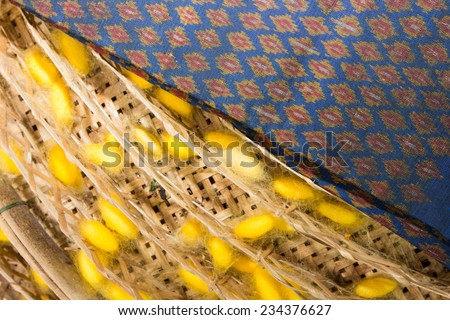 silk worm : cocoon silkworm many silk and product