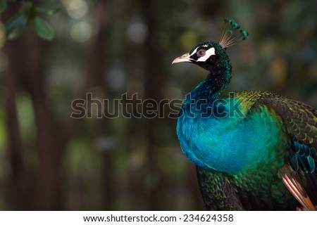 peacock : blue peacock