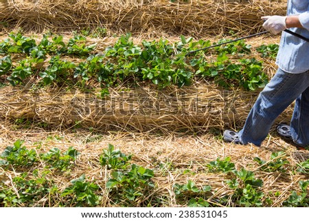 Strawberry farm : man spraying strawberry plant, Thailand