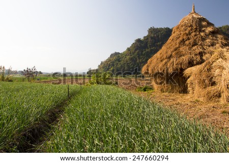 straw : rice straw by product from rice field