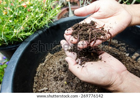 worm ; red worm manure on the hand