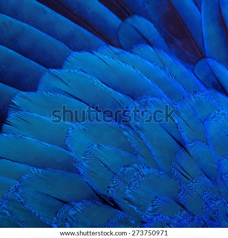 Background image of the bird\'s blue feathers