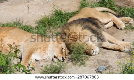 couple of lions sleeping together on the sand