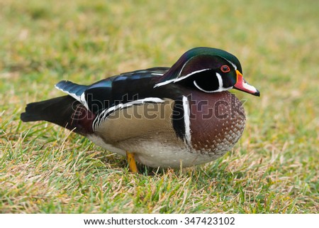 nice duck by the pond