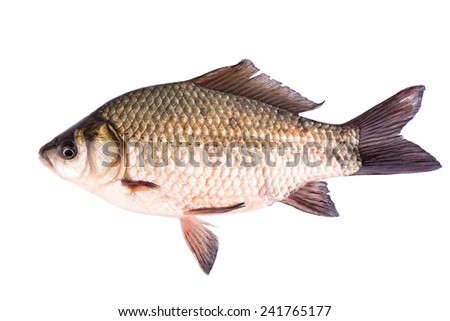 Live fish crucian on a white background