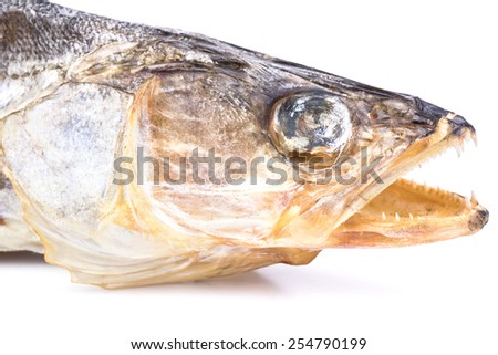Dry fish head with open mouth and sharp teeth