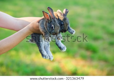 a rabbit in the hands of man