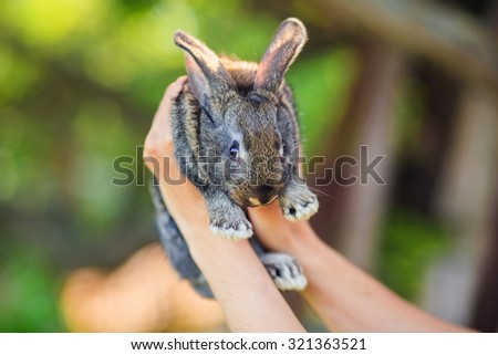 a rabbit in the hands of man
