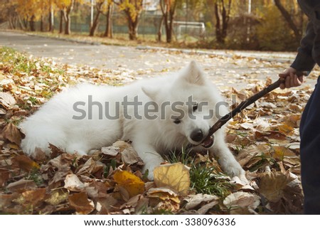 Owner and Samoyed puppy playing with stick