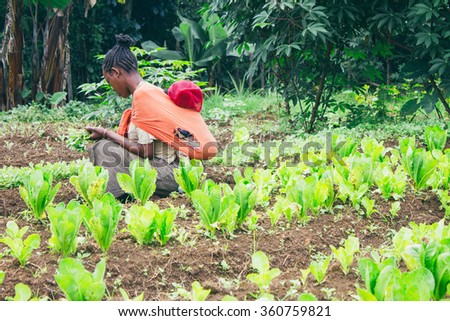 Ethiopian farmer picking lettuce in a orchard in Ethiopia