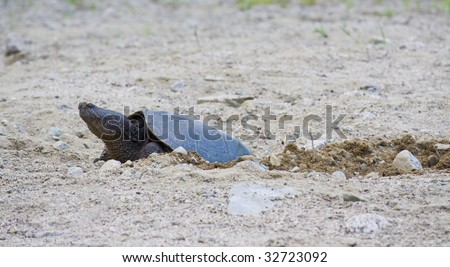 Female Snapping Turtle laying eggs in sand