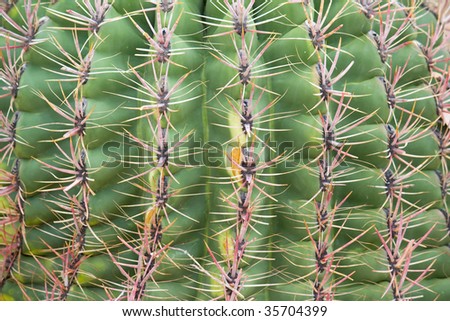 Cactus Pattern Background