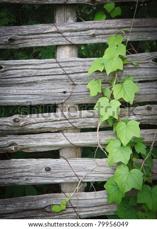 ivy climbing old fence
