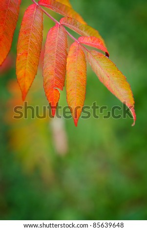 end of season tree leaves changing colour background