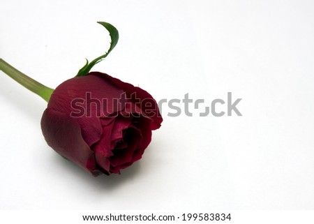With part of the stem red rose and white background