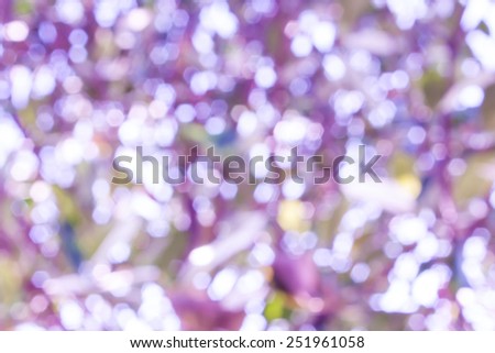 bokeh blurry natural abstract violate  background