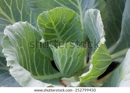 water drop on kale green vegetable organic