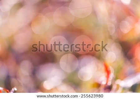 bokeh blurry natural abstract green violate background