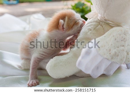 baby cute orange cat on white cotton background