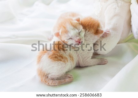 baby cute cat on white cotton