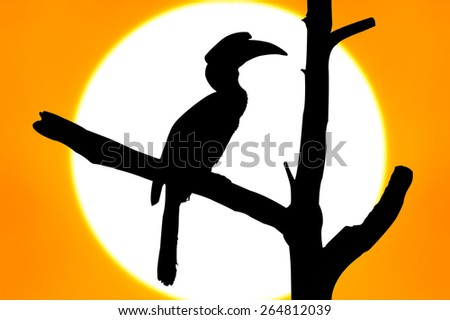 silhouette of Wreathed Hornbill stand on the branch on big sunset background