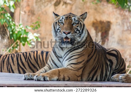 Bengal tiger sitting on the wooden