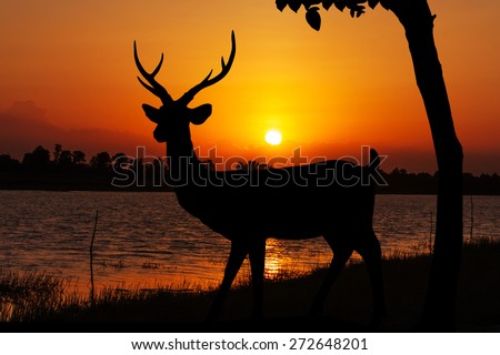 Silhouettes of deer  in lake water against orange sunset Yellow gold sky skyline background  Wild life landscape