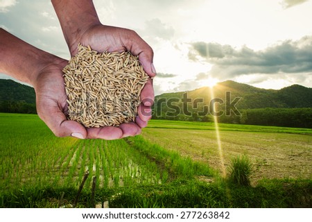 hand man farmer holding rice on green field and sunshine background