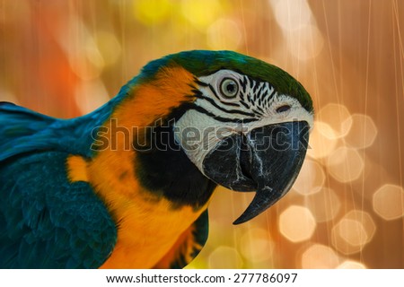 blue and yellow parrots on pink boken background