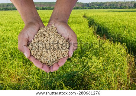 hand man farmer holding rice on green field and sky background