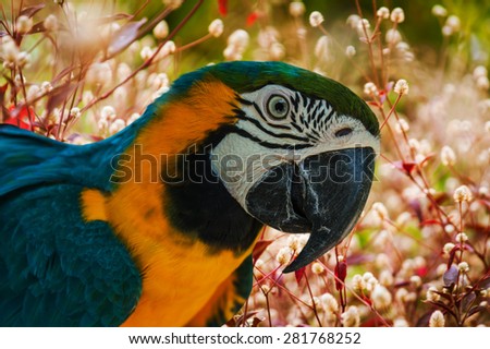 blue and yellow parrots on red meadow background