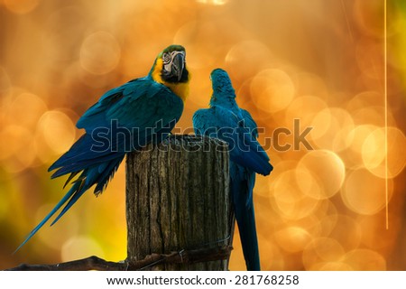blue and yellow parrots on yellow boken background