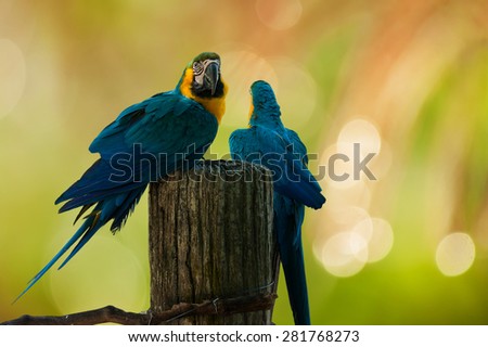 blue and yellow parrots on green boken background